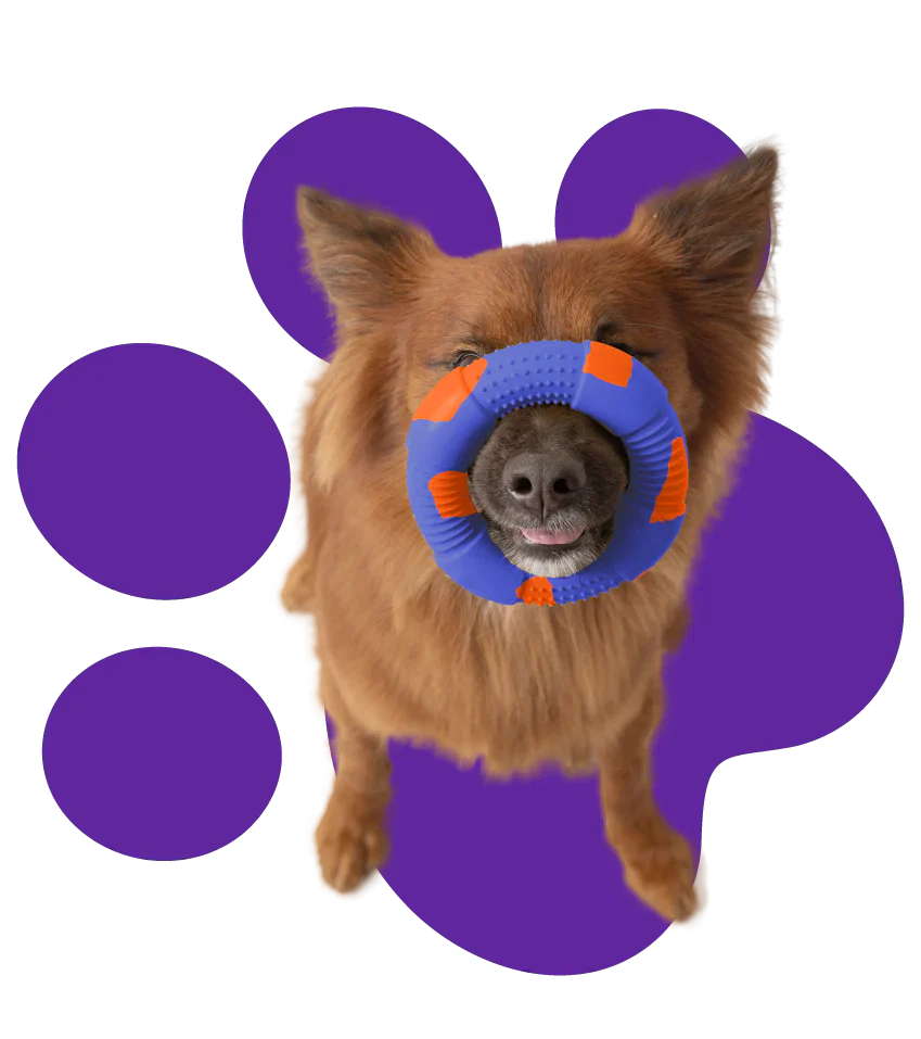 Tips for playing with your pet effectively