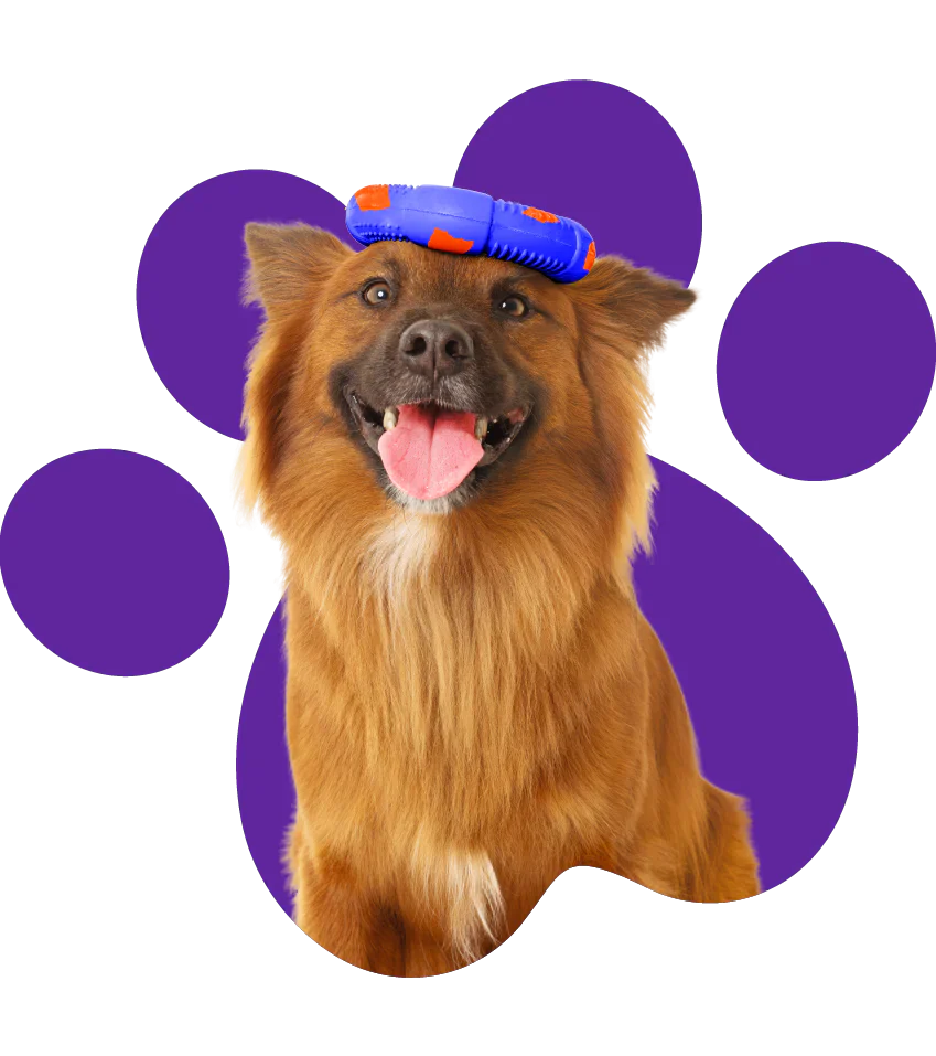 How to encourage play in uninterested dogs?