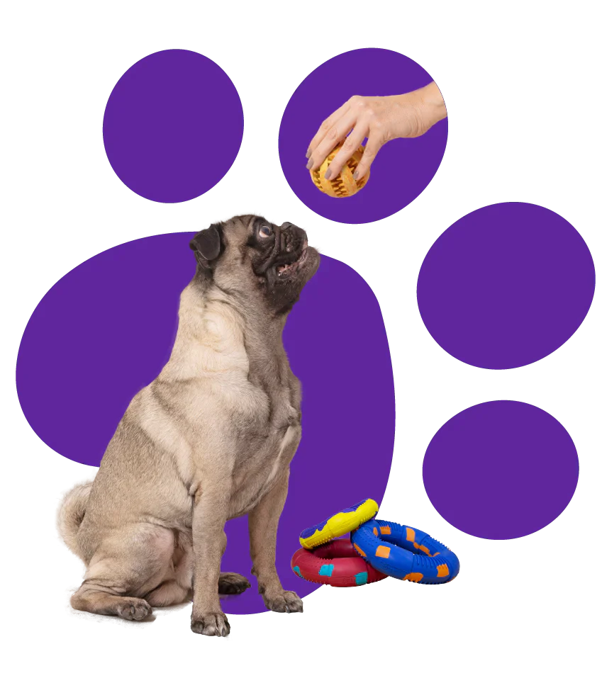 Playing with your dog throughout his life