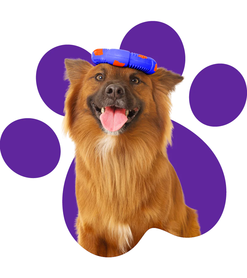 ¿How to encourage play in uninterested dogs?