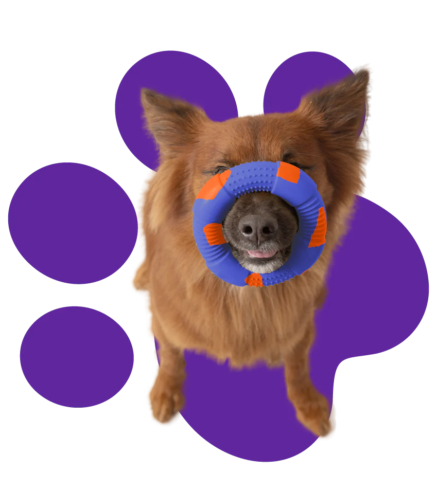 Tips for playing with your pet effectively